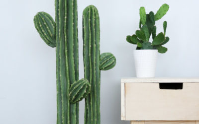 Cute Cactus DIY Plant