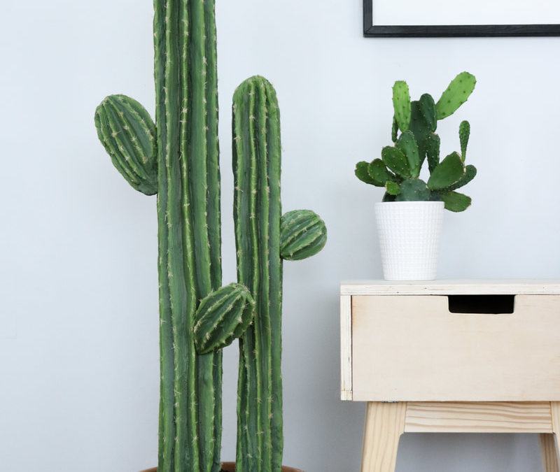 Cute Cactus DIY Plant