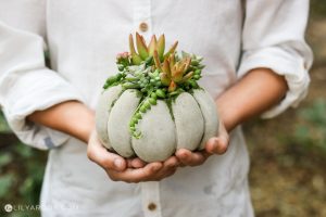 holding succulent pumpkin