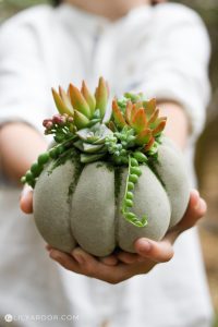 holding a succulent pumpkin