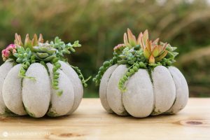 diy succulent pumpkins