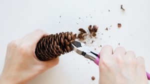 cutting off pine scales from a pine cone for the acorn ornament