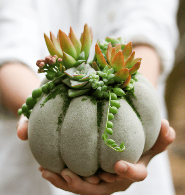 DIY SUCCULENT CONCRETE PUMPKIN